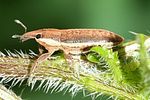 lixus-ochraceus2-foto-dietz