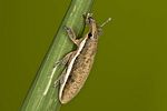 lixus-ochraceus2-foto-hense