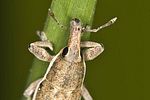 lixus-ochraceus3-foto-hense