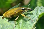 lixus-pulverulentus-foto-jacinto
