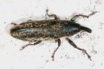 lixus-scabricollis-foto-keresztes