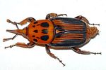 rhynchophorus-ferrugineus-foto-jacinto
