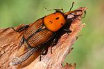 rhynchophorus-ferrugineus2-foto-kremer