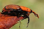 rhynchophorus-ferrugineus3-foto-kremer