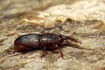 sitophilus-granarius-foto-koehler