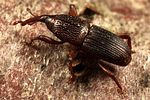 sitophilus-granarius4-foto-koehler