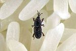 sitophilus-oryzae-foto-kozlowski