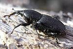 sphenophorus-abbreviatus-foto-martinez