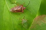 acanthosomatidae-acanthosoma-haemorrhoidale-foto-hellingman