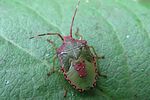 acanthosomatidae-acanthosoma-haemorrhoidale-juv-foto-hellingman