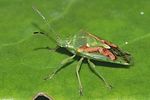 acanthosomatidae-cyphostethus-tristriatus-foto-furlin