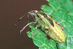 acanthosomatidae-cyphostethus-tristriatus-juv2-foto-gossner
