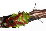 acanthosomatidae-elasmostethus-interstinctus-foto-dvorak