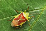 acanthosomatidae-elasmostethus-interstinctus-foto-fgrose