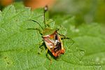 acanthosomatidae-elasmostethus-interstinctus-foto-roehrig