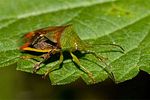 acanthosomatidae-elasmostethus-interstinctus2-foto-roehrig