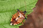 acanthosomatidae-elasmucha-ferrugata-foto-altmann