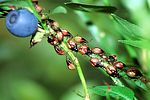 acanthosomatidae-elasmucha-ferrugata-juv-foto-gossner