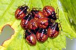 acanthosomatidae-elasmucha-ferrugata-juv4-foto-devillers