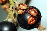acanthosomatidae-elasmucha-ferrugata-juv5-foto-devillers