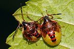 acanthosomatidae-elasmucha-ferrugata-juv6-foto-devillers