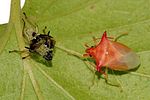 acanthosomatidae-elasmucha-ferrugata8-foto-devillers