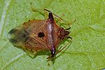 acanthosomatidae-elasmucha-ferrugata9-foto-devillers