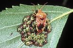 acanthosomatidae-elasmucha-grisea-brutpflege-foto-gossner