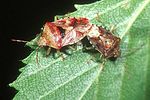 acanthosomatidae-elasmucha-grisea-couple-foto-gossner
