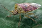 acanthosomatidae-elasmucha-grisea-foto-hamm