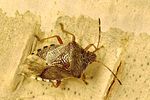acanthosomatidae-elasmucha-grisea-foto-ketola