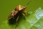 acanthosomatidae-elasmucha-grisea-foto-koehler