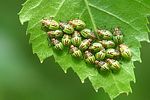 acanthosomatidae-elasmucha-grisea-juv-foto-ridley