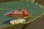 acanthosomatidae-elasmucha-grisea-ovopos2-foto-goebelberggold