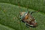 acanthosomatidae-elasmucha-grisea2-foto-renke