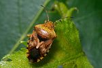 acanthosomatidae-elasmucha-grisea3-foto-koehler