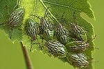 acanthosomatidae-elasmucha-grisea4-juv-foto-kozlowski