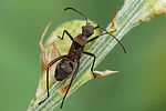 alydidae-alydus-calcaratus-juv2-foto-auer