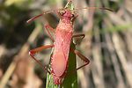 alydidae-alydus-calcaratus-male2-foto-auer