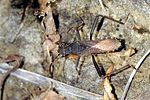 alydidae-alydus-calcaratus2-foto-devillers
