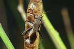 alydidae-camptopus-lateralis-foto-furlin