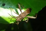 alydidae-camptopus-lateralis-foto-girodo