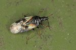anthocoridae-anthocoris-nemorum2-foto-jas