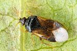 anthocoridae-lyctocoris-campestris2-foto-fiala