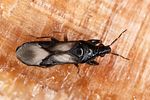 anthocoridae-scoloposcelis-pulchella-foto-rieger