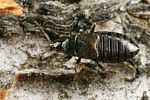 anthocoridae-xylocoris-cursitans2-foto-koehler