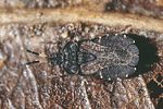 aradidae-aradus-distinctus-foto-guenther