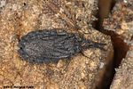 aradidae-aradus-erosus-foto-fiala