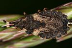 aradidae-aradus-versicolor-foto-kunz
