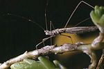 berytidae-neides-tipularius-foto-guenther